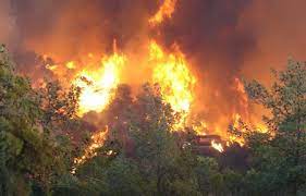 VIDEO: Cảnh báo cháy rừng do nắng nóng kéo dài